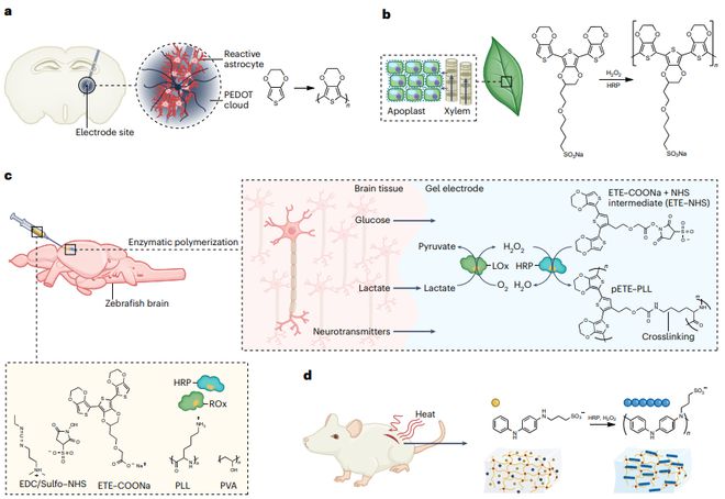 AG九游会官方网站学霸女神再发Nature Synthesis！(图6)